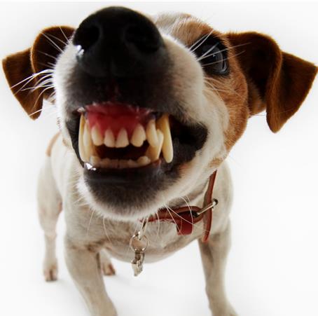SPCA