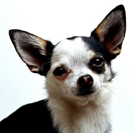 Louisiana SPCA