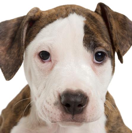 Los Angeles SPCA