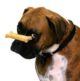 Texas SPCA