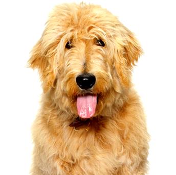 Florida SPCA