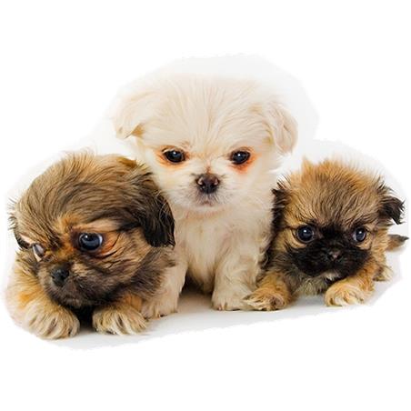 Los Angeles SPCA
